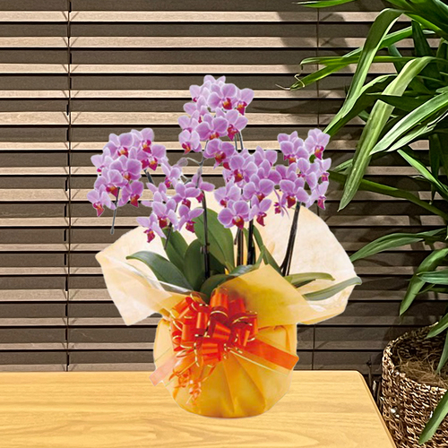 胡蝶蘭 花持ち長い ボリュームup 中輪 5本立ち 45輪 白ピンク