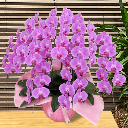 胡蝶蘭 花持ち長い ボリュームup 中輪 5本立ち 45輪 白ピンク